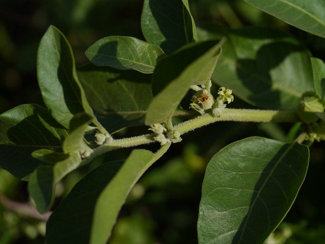 Is Ashwagandha Banned in Europe? France, Denmark & the 2026 Outlook
