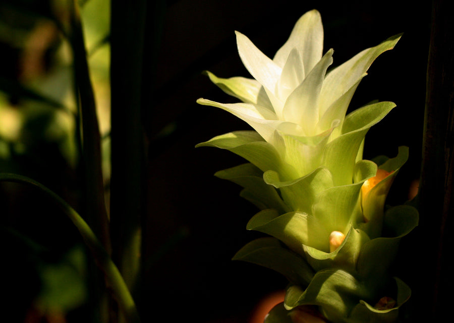 EU Novel Food Rules for Indian Botanicals: What Ayurvedic Brands Must Check